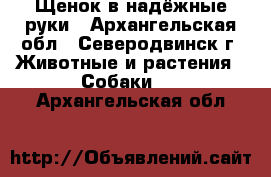 Щенок в надёжные руки - Архангельская обл., Северодвинск г. Животные и растения » Собаки   . Архангельская обл.